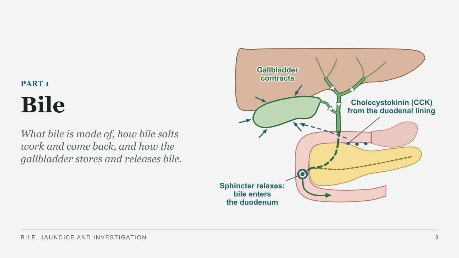 Slide 3: Bile