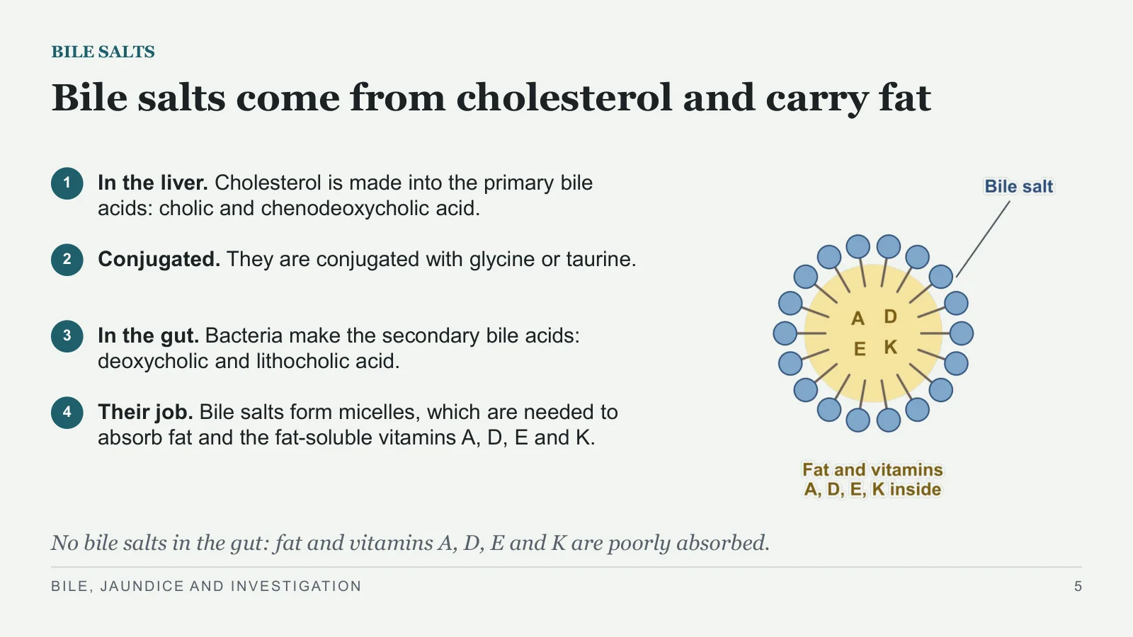 Slide 5: Bile salts come from cholesterol and carry fat