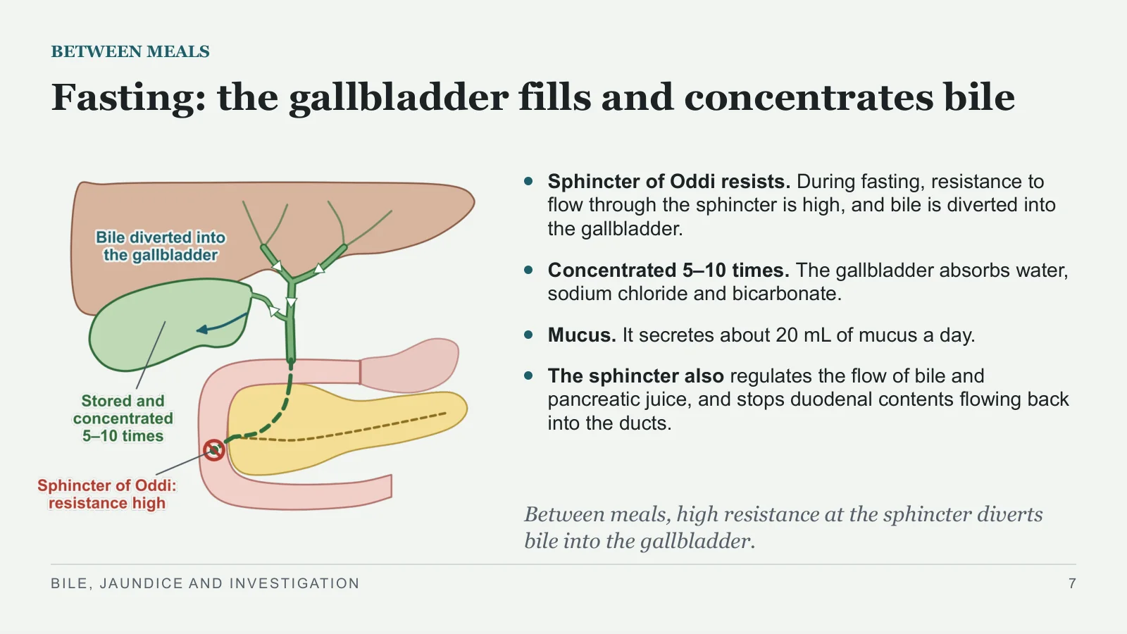 Slide 7: Fasting: the gallbladder fills and concentrates bile