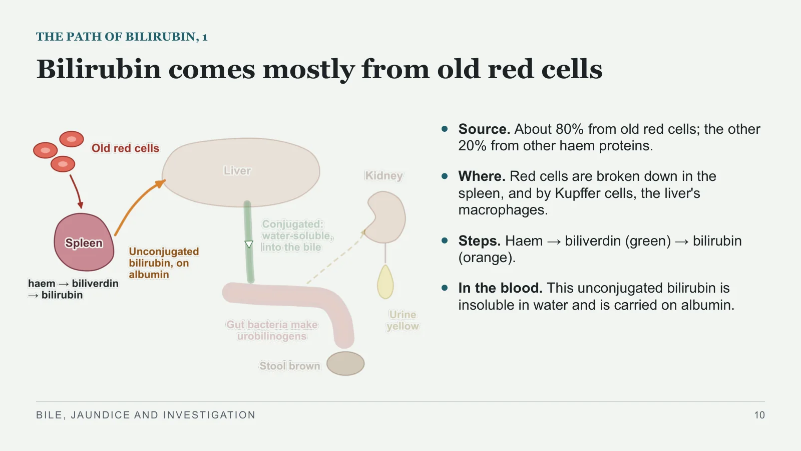Slide 10: Bilirubin comes mostly from old red cells