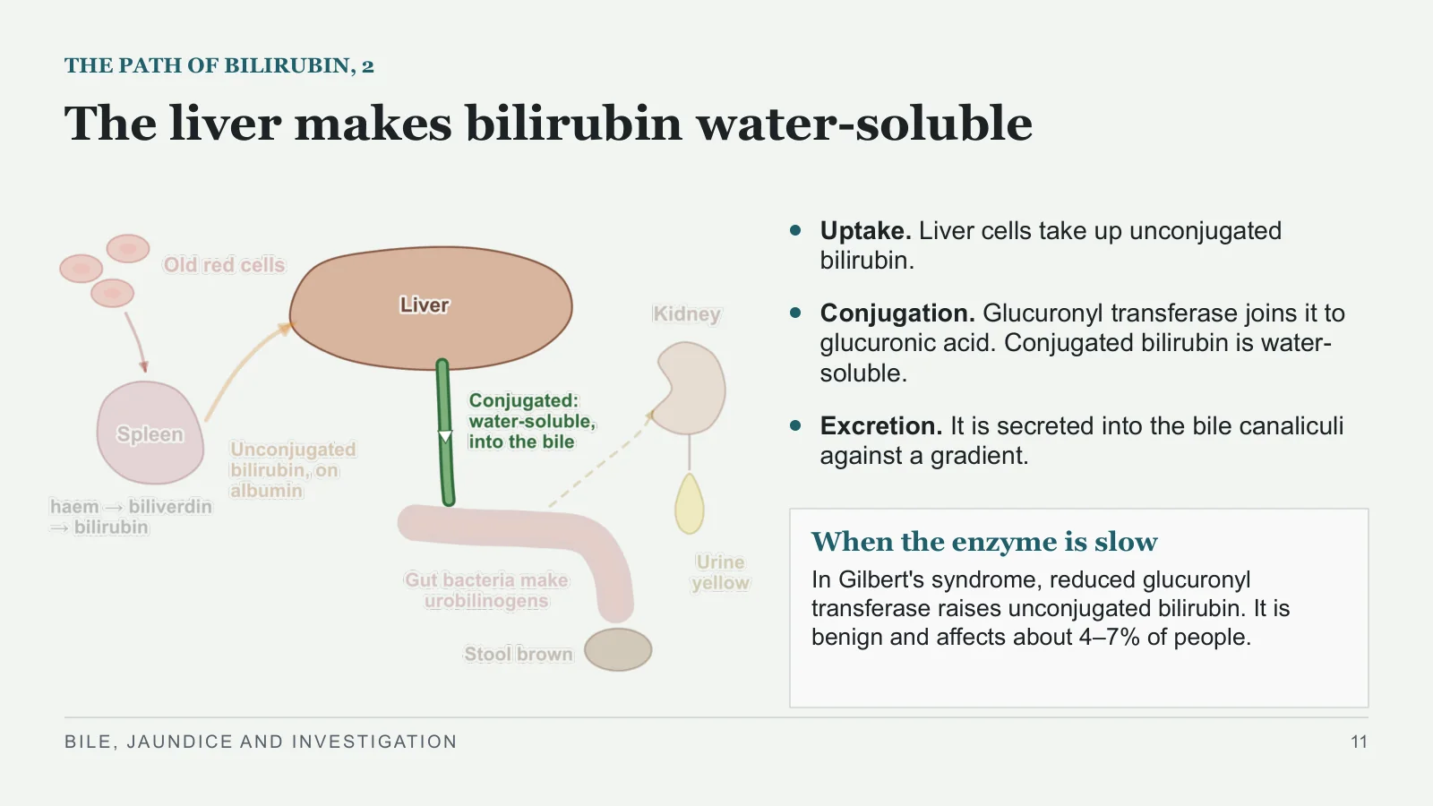 Slide 11: The liver makes bilirubin water-soluble