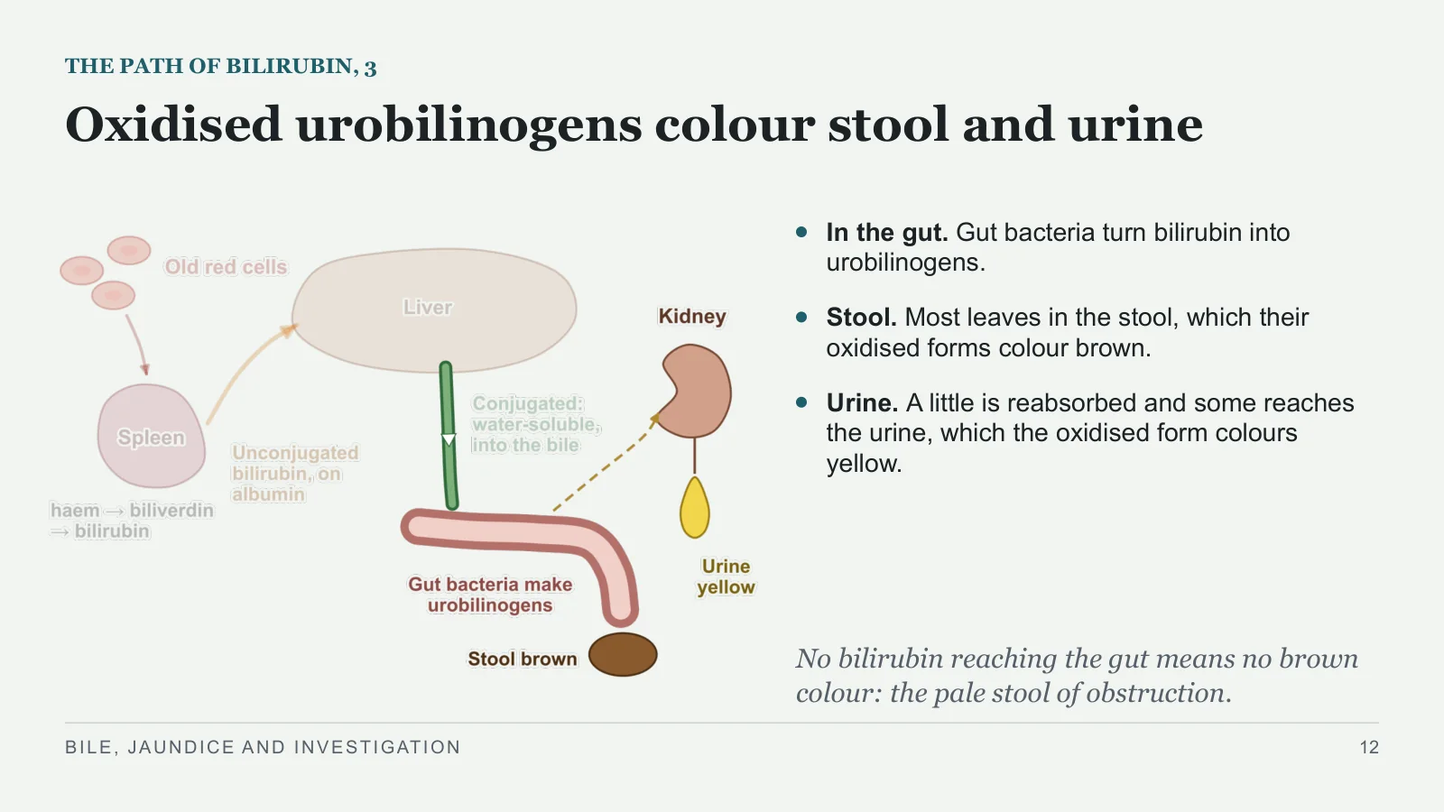 Slide 12: Oxidised urobilinogens colour stool and urine