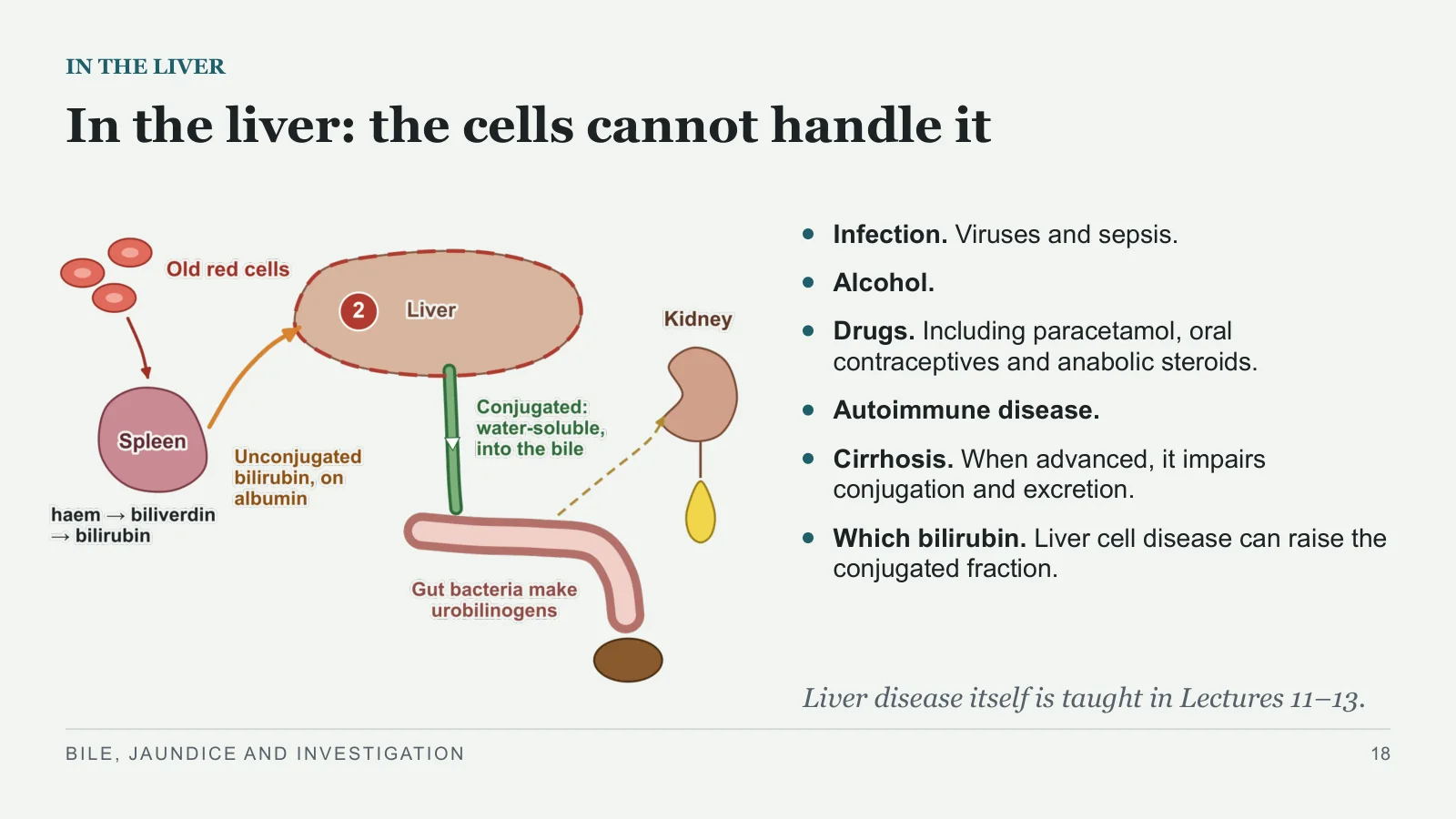 Slide 18: In the liver: the cells cannot handle it