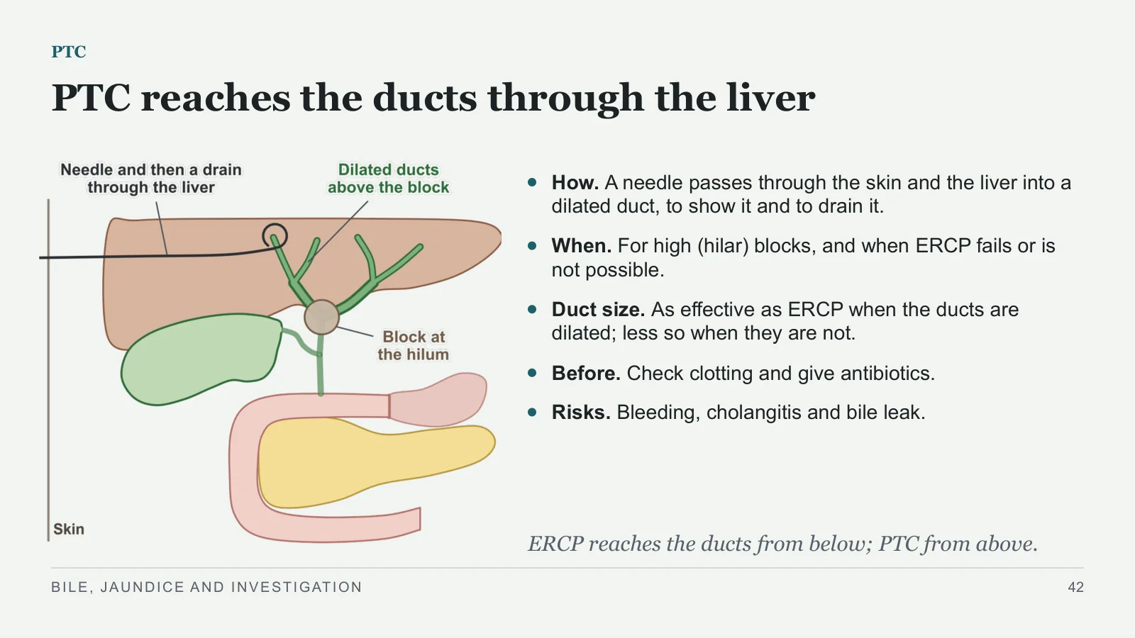 Slide 42: PTC reaches the ducts through the liver