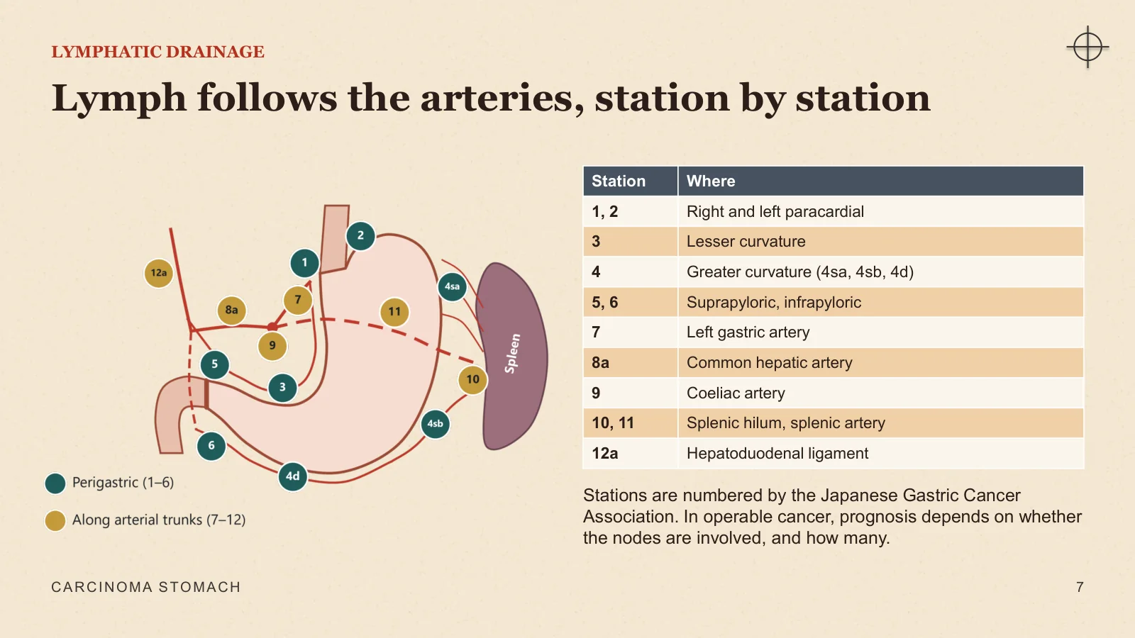 Slide 7: Lymph follows the arteries, station by station
