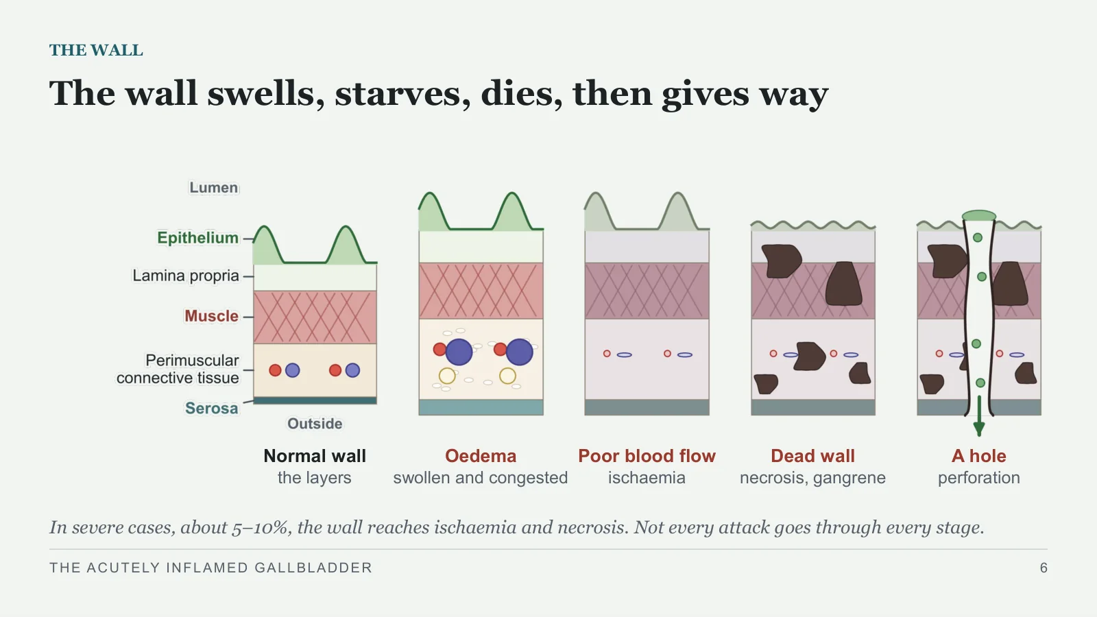 Slide 6: The wall swells, starves, dies, then gives way