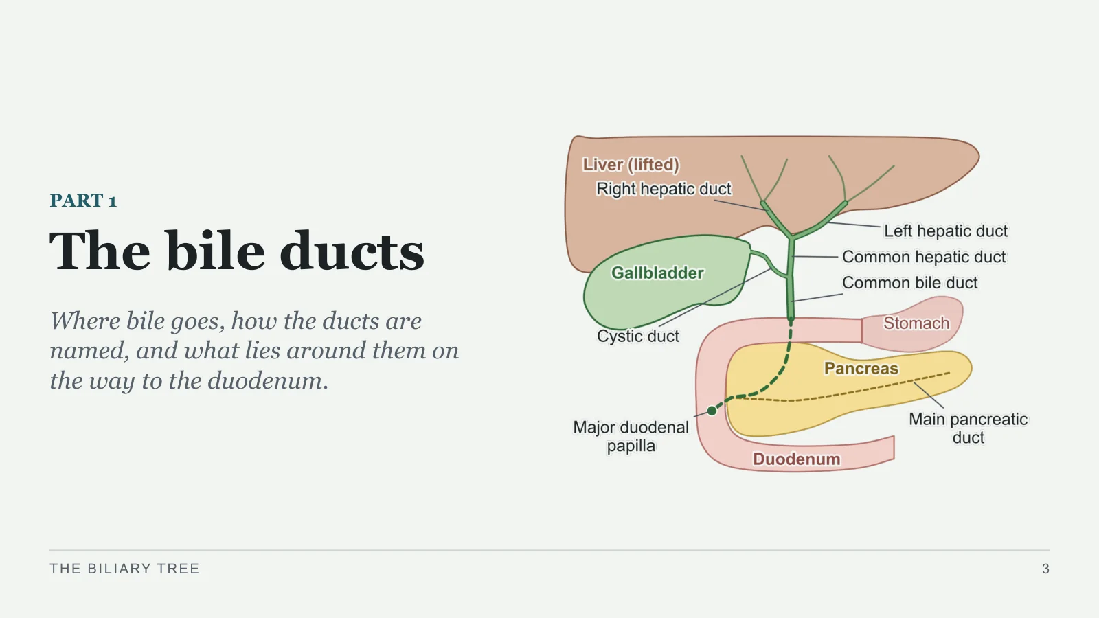 Slide 3: The bile ducts
