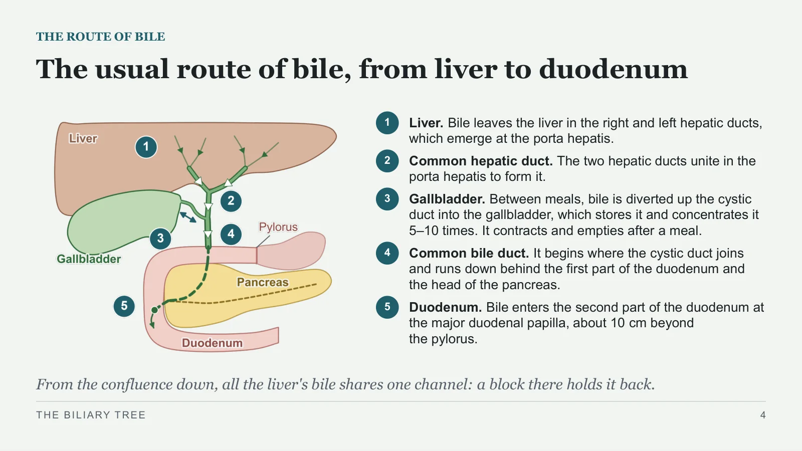 Slide 4: The usual route of bile, from liver to duodenum