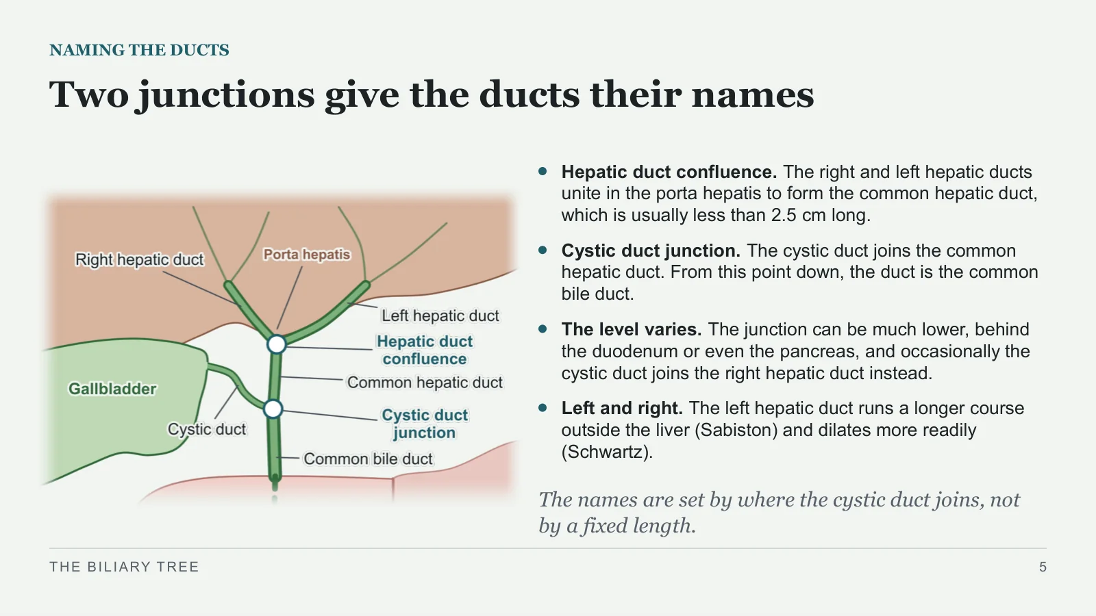 Slide 5: Two junctions give the ducts their names