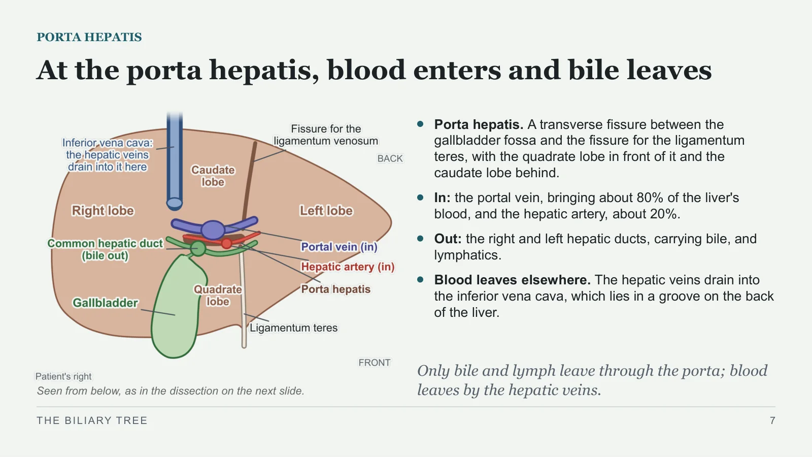 Slide 7: At the porta hepatis, blood enters and bile leaves