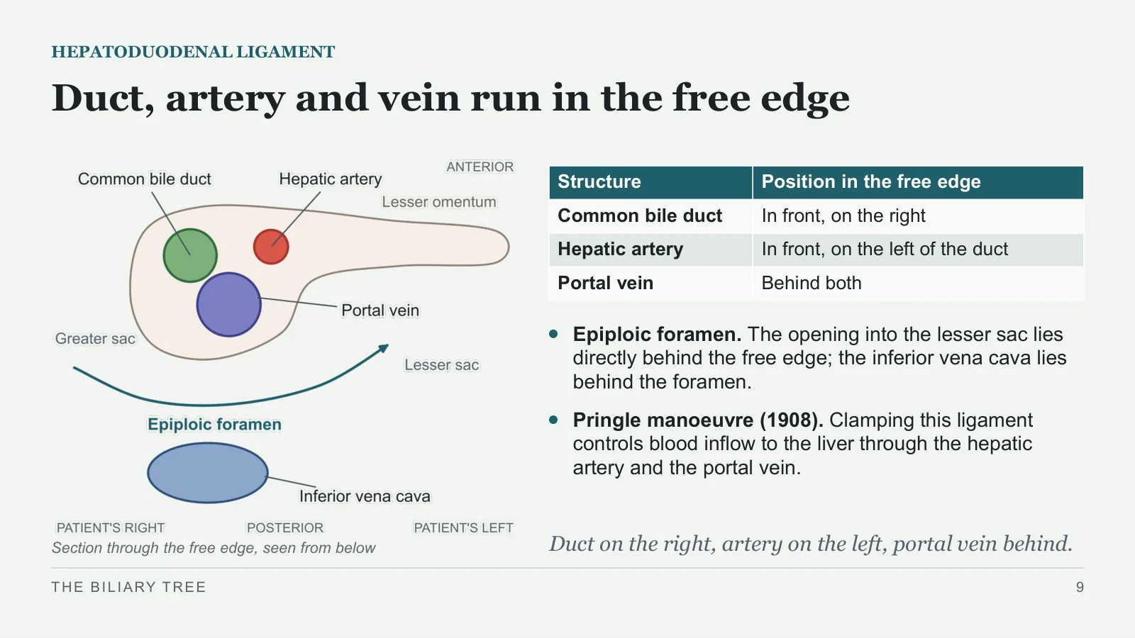 Slide 9: Duct, artery and vein run in the free edge