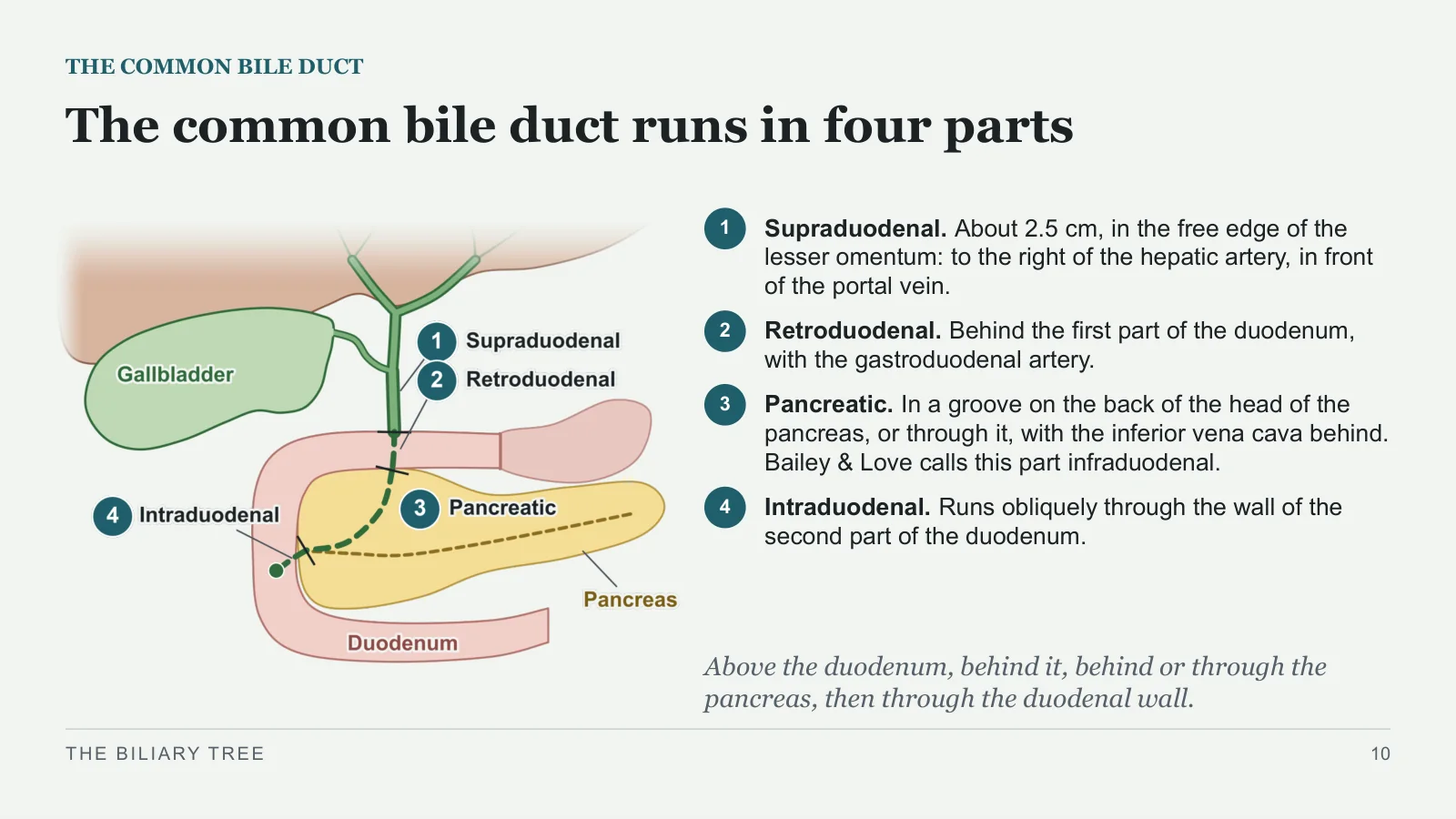 Slide 10: The common bile duct runs in four parts