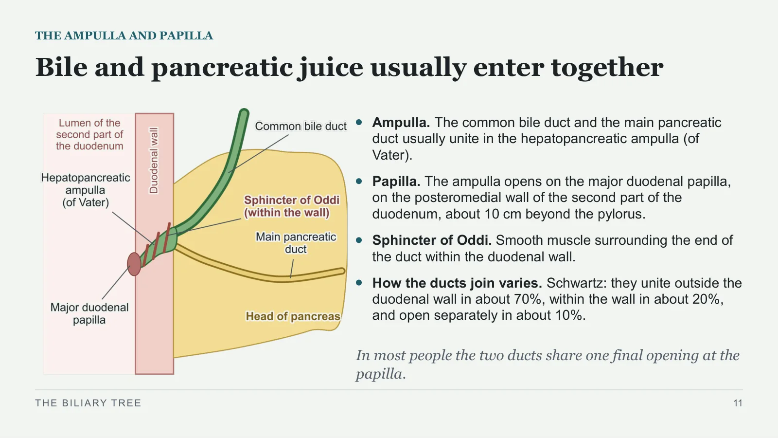 Slide 11: Bile and pancreatic juice usually enter together