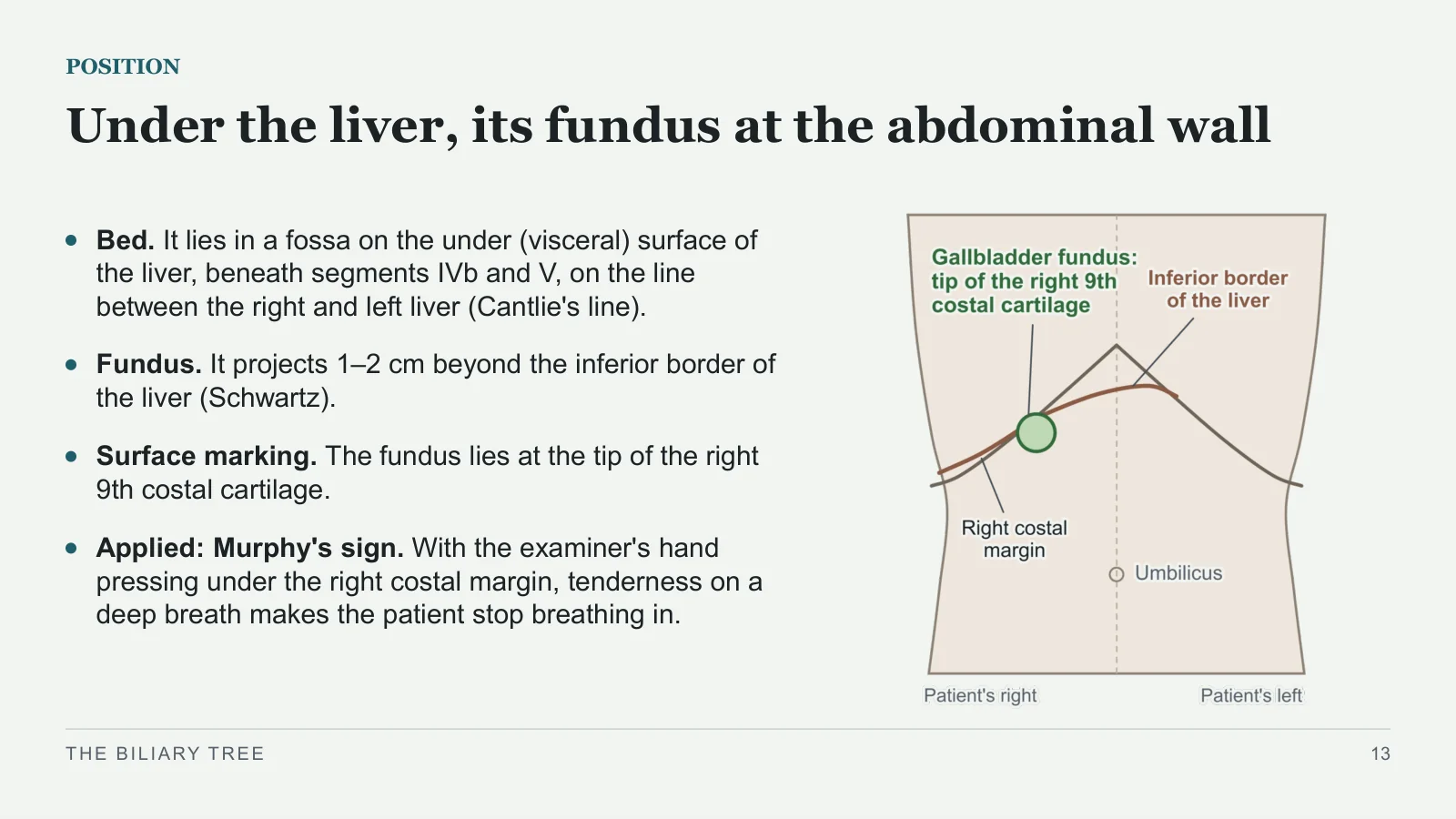 Slide 13: Under the liver, its fundus at the abdominal wall