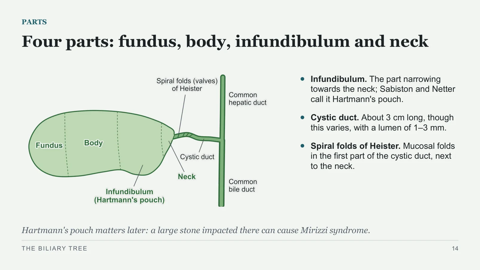 Slide 14: Four parts: fundus, body, infundibulum and neck