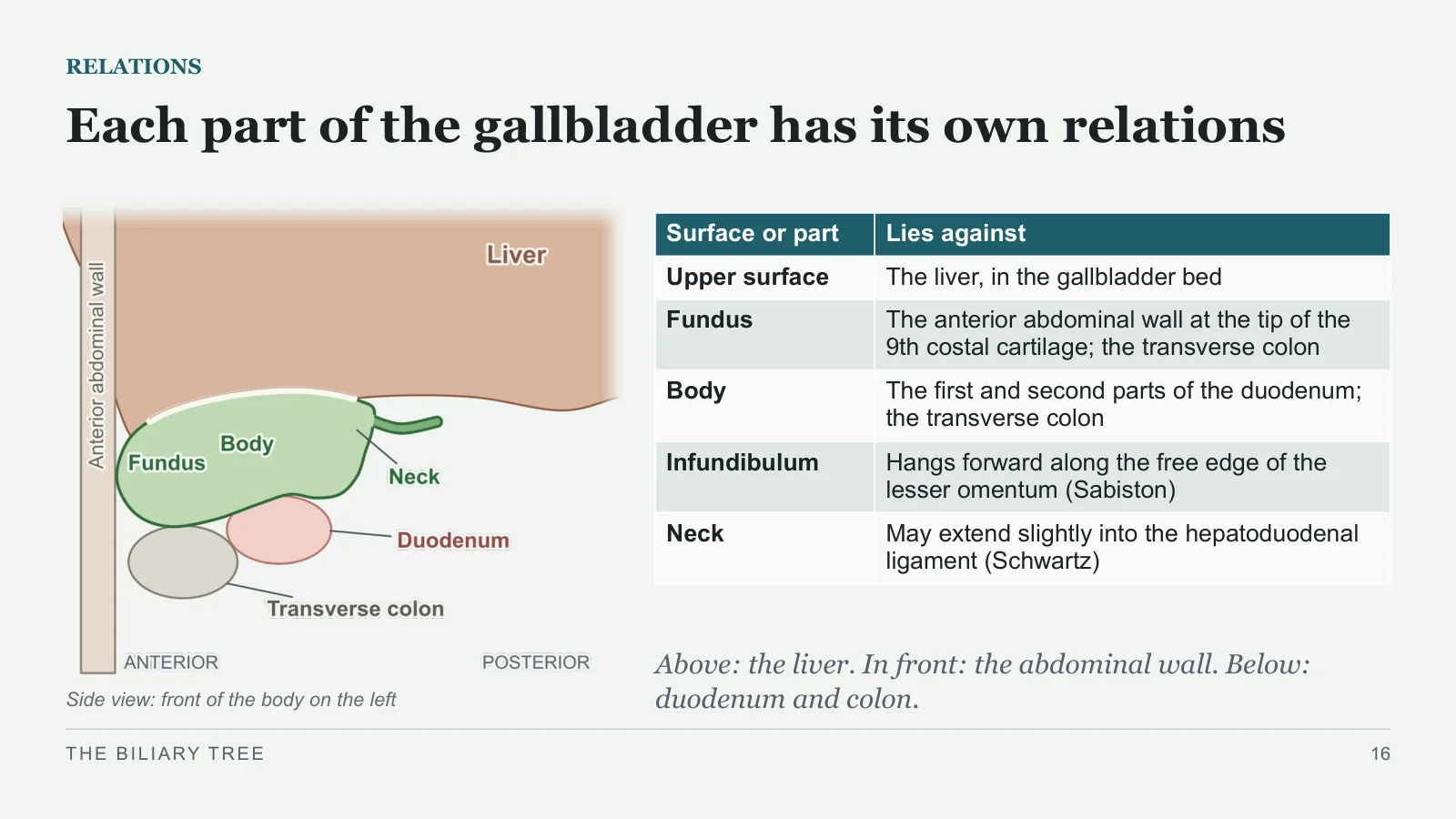 Slide 16: Each part of the gallbladder has its own relations