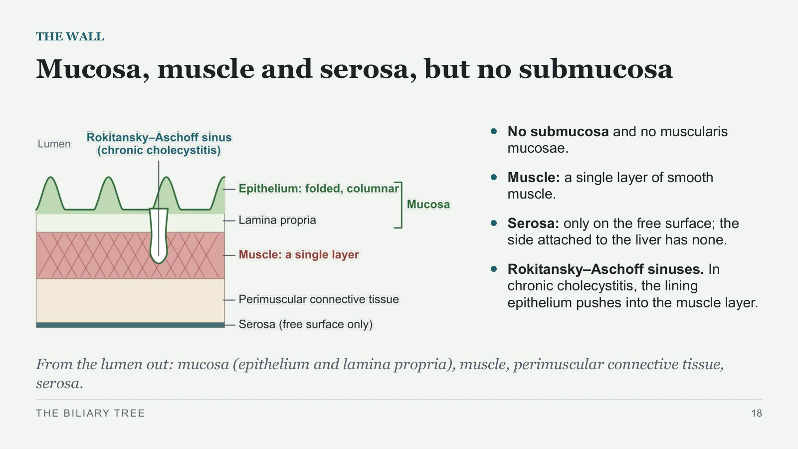 Slide 18: Mucosa, muscle and serosa, but no submucosa