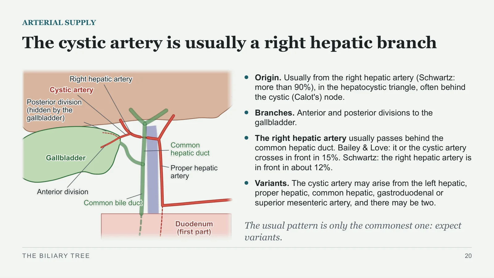 Slide 20: The cystic artery is usually a right hepatic branch