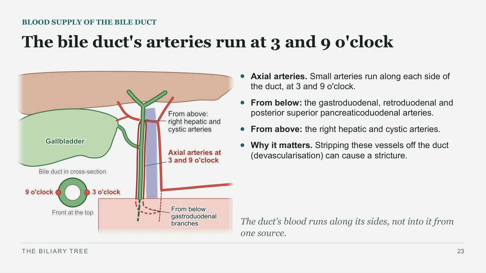 Slide 23: The bile duct's arteries run at 3 and 9 o'clock