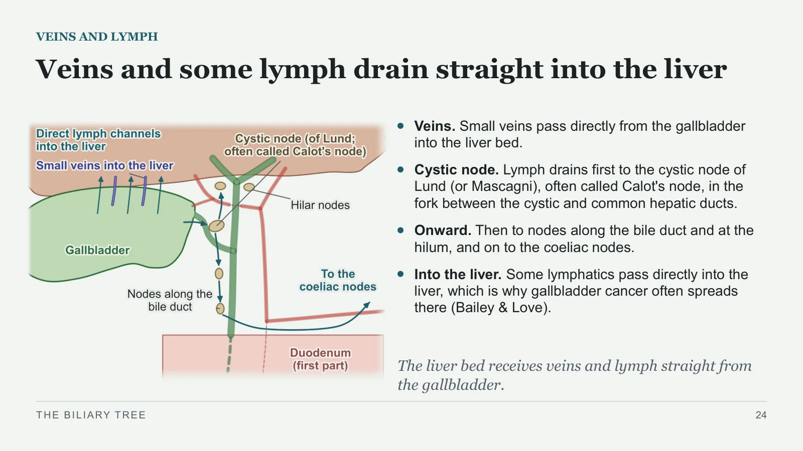 Slide 24: Veins and some lymph drain straight into the liver