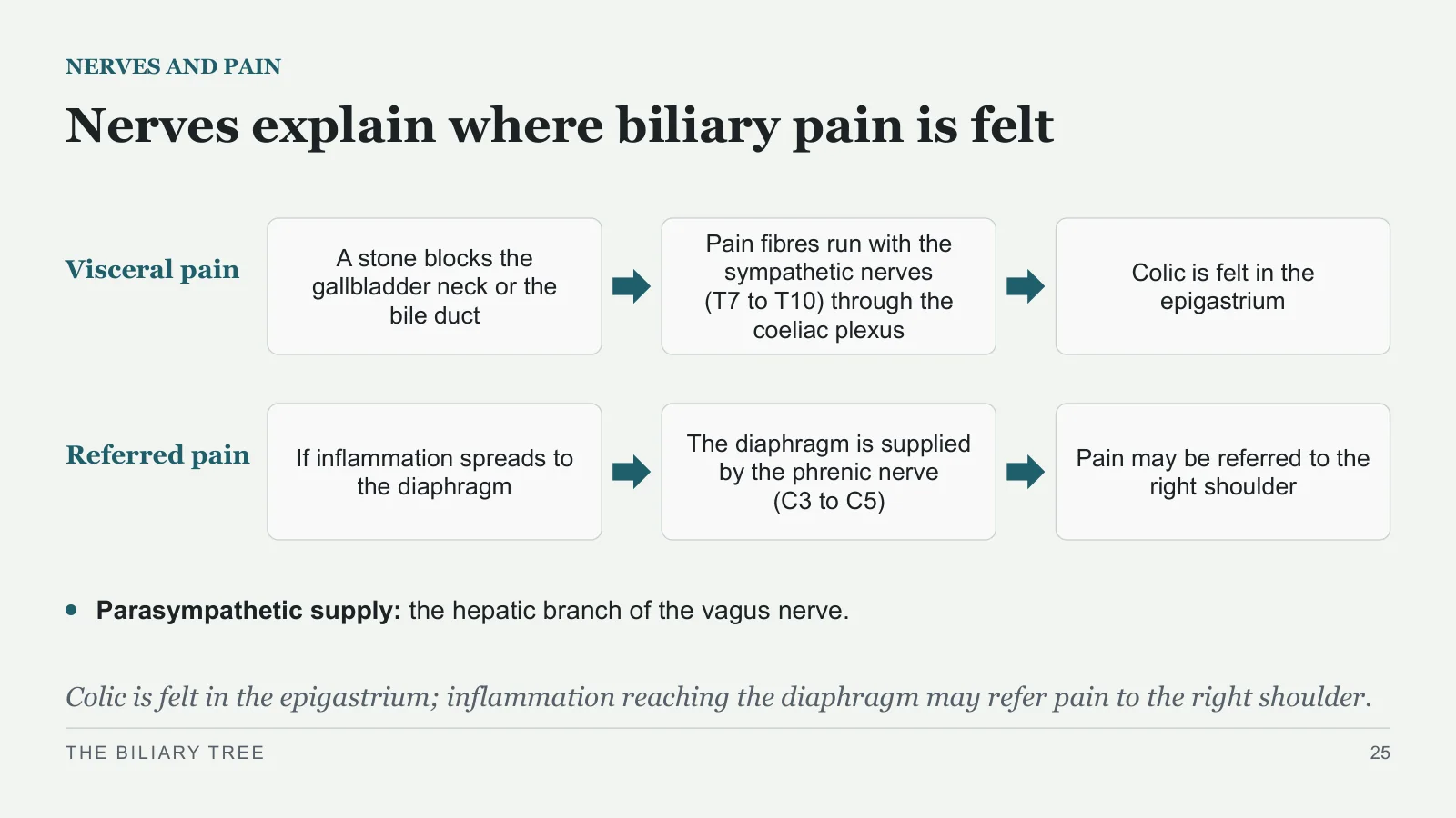 Slide 25: Nerves explain where biliary pain is felt