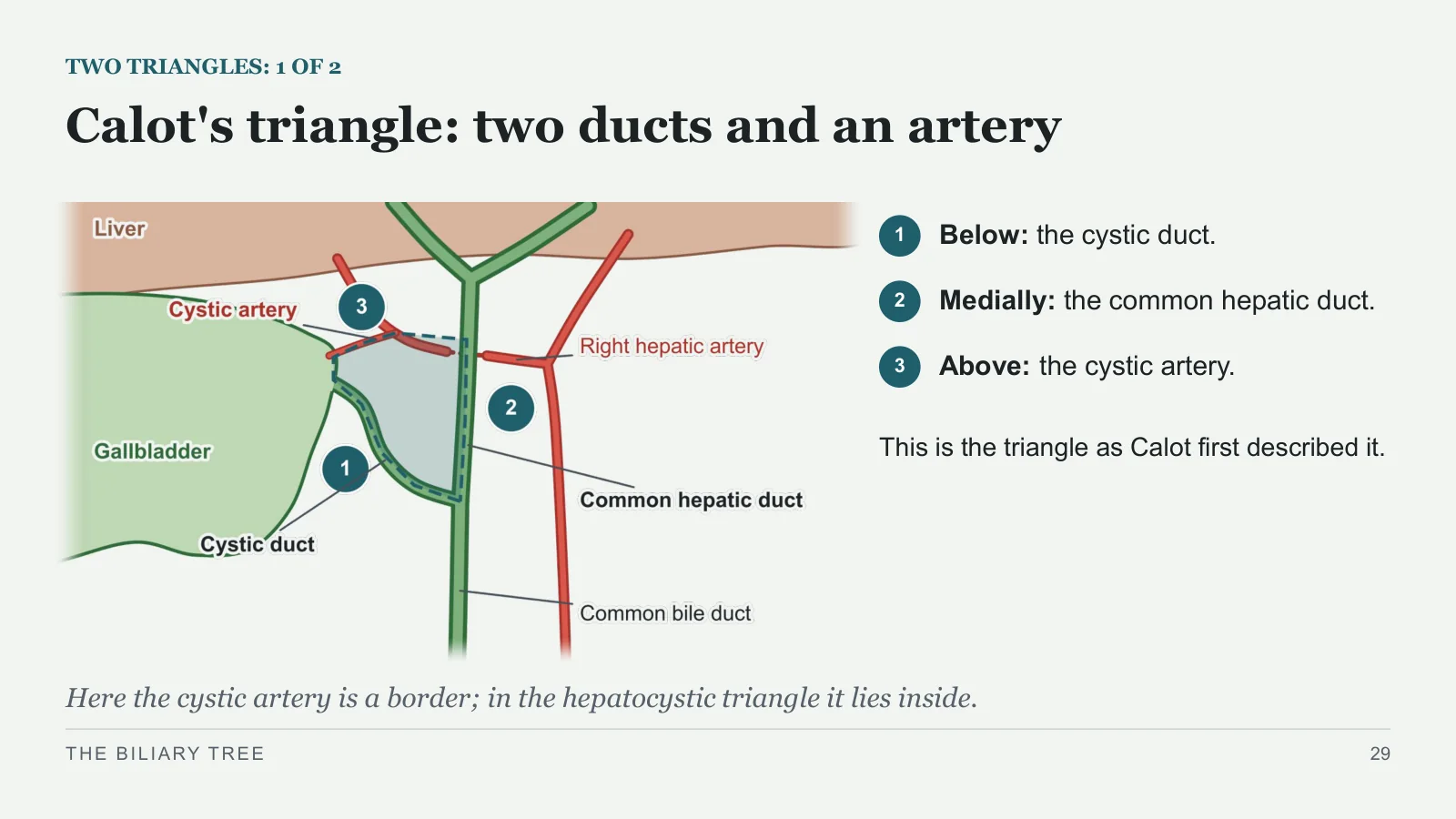 Slide 29: Calot's triangle: two ducts and an artery