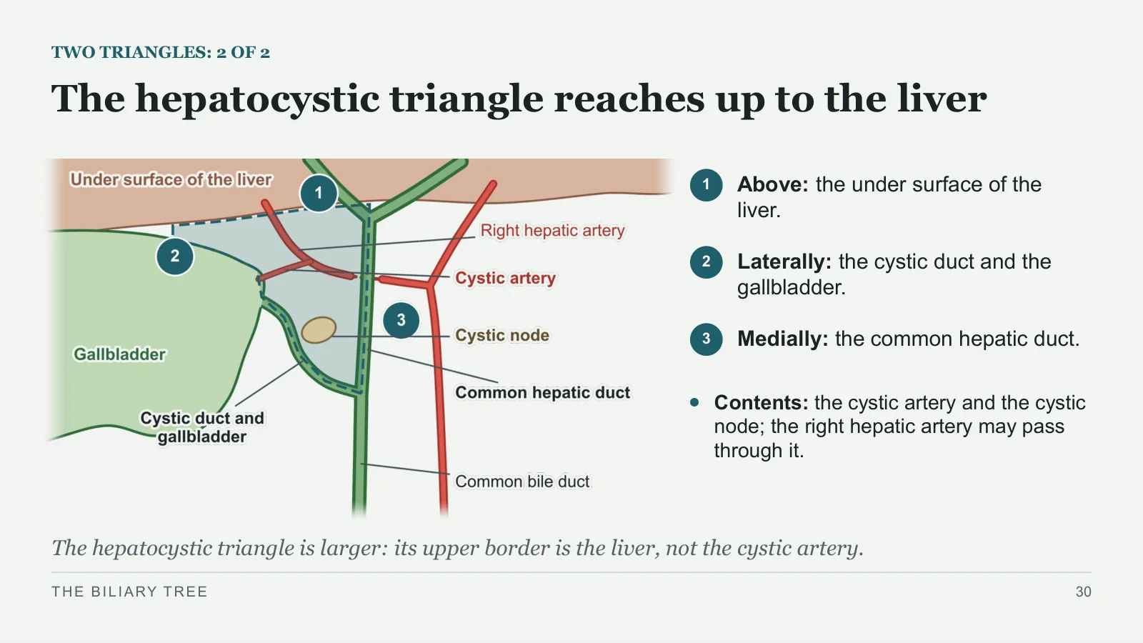 Slide 30: The hepatocystic triangle reaches up to the liver