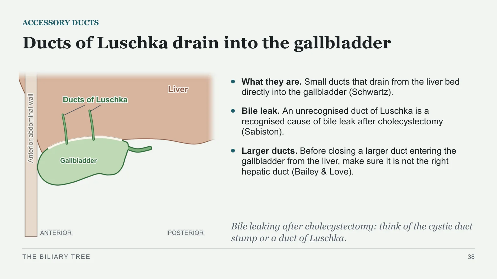 Slide 38: Ducts of Luschka drain into the gallbladder