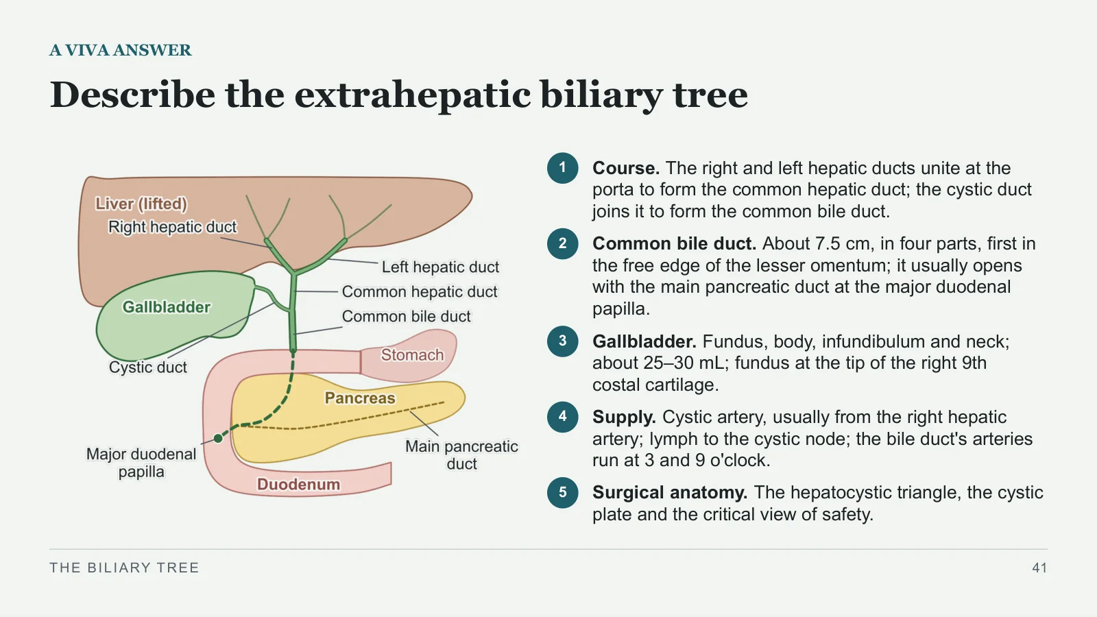 Slide 41: Describe the extrahepatic biliary tree